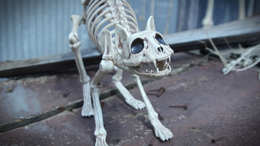 10.5-Inch Cat Skeleton Bones Decoration