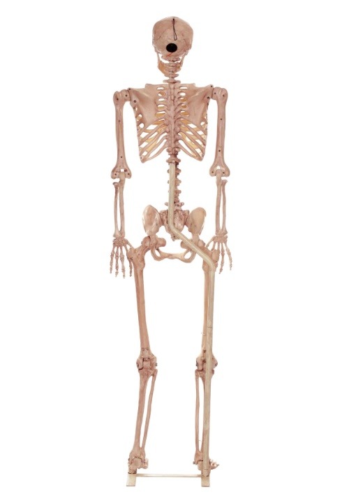 3.5FT Metal Stand for Life Size Human Skeleton Decoration